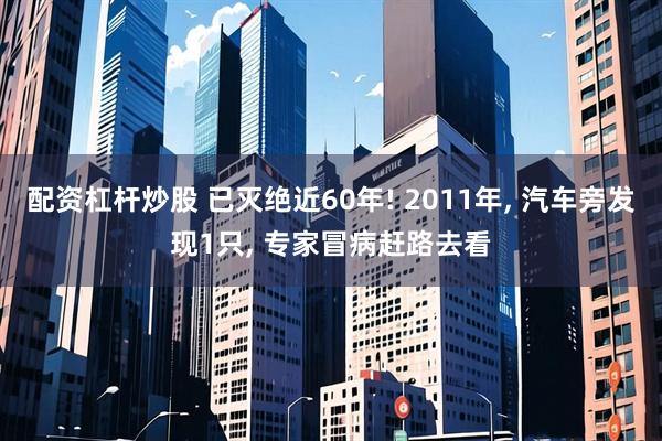 配资杠杆炒股 已灭绝近60年! 2011年, 汽车旁发现1只, 专家冒病赶路去看